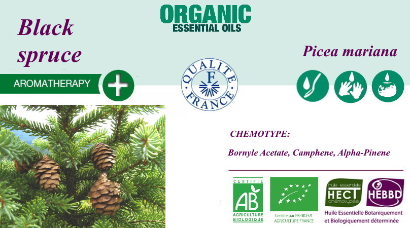 Эфирное масло Черной ели Picea mariana BIO 