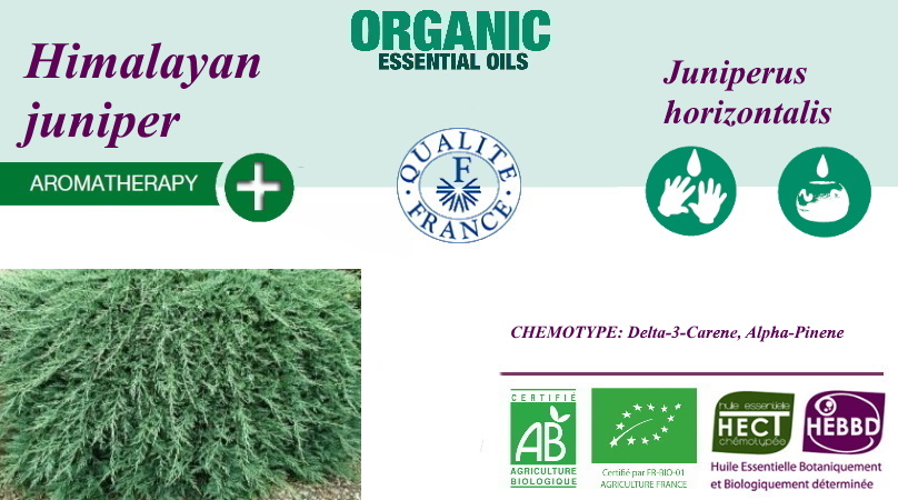 Эфирное масло Можжевельника Гималайского Juniperus horizontalis BIO 100% чистое и натуральное