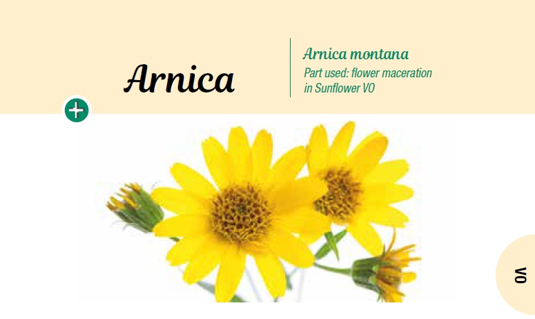 Arnica