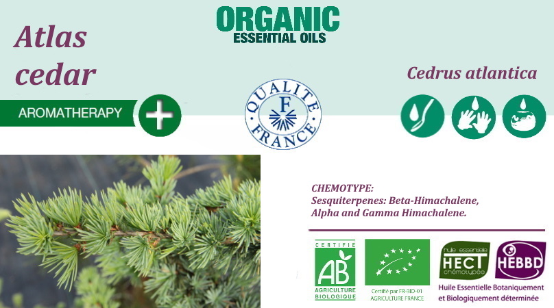 Cedrus atlantica 