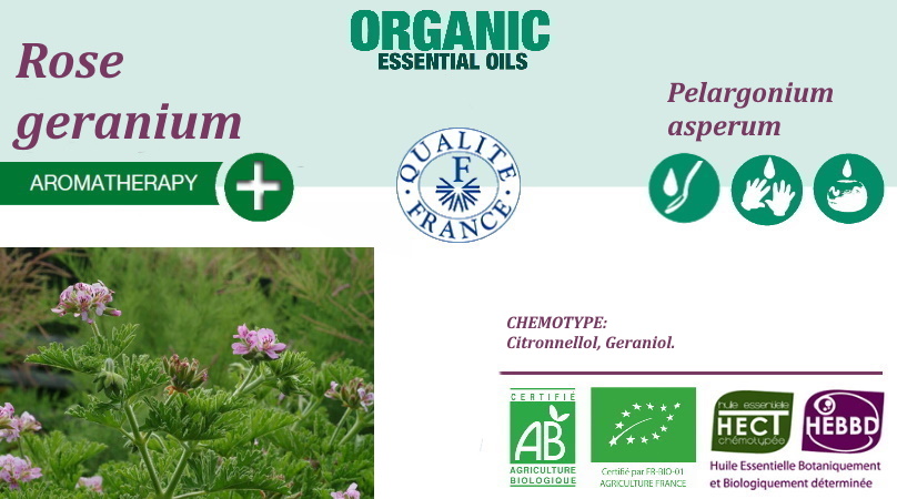 Rose geranium