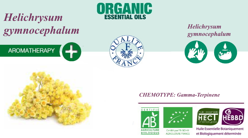 Helichrysum gymnocephalum