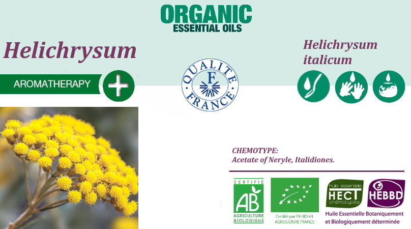 Helichrysum italicum 