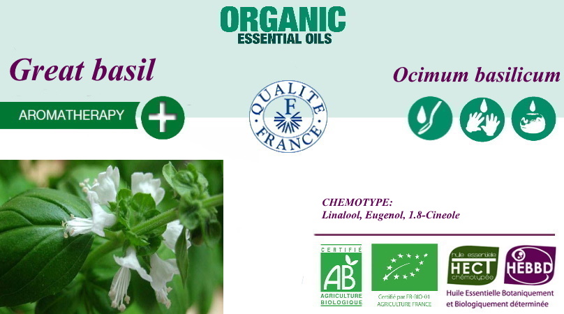 Ocimum basilicum